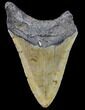 Bargain, Fossil Megalodon Tooth - North Carolina #80085-1